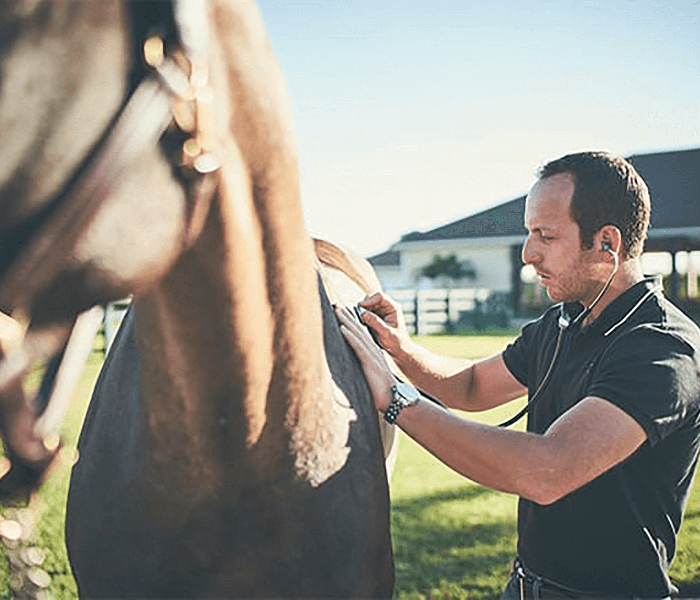Boehringer Equine website screenshot